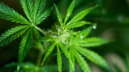 CPH Continues to Expand Global Footprint As it Moves Into Israeli Cannabis Market