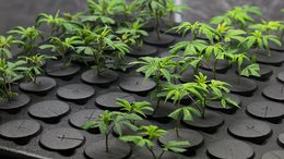 Budding ASX Junior Pens Transformative Medical Cannabis Deals: Now Generating Revenue