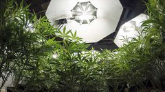 MXC manufacturing licence.jpg