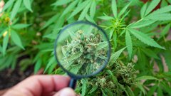 cannabis quality.jpeg